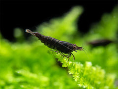 Black Rose Shrimp