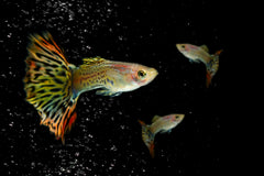 Champagne Jam Guppy Male