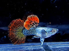 Red Cobra Delta Guppy Male