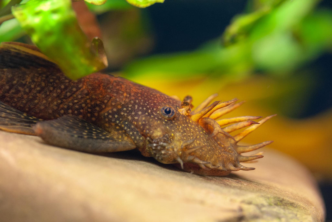 Staghorn Bristlenose LDA72