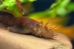 Staghorn Bristlenose LDA72