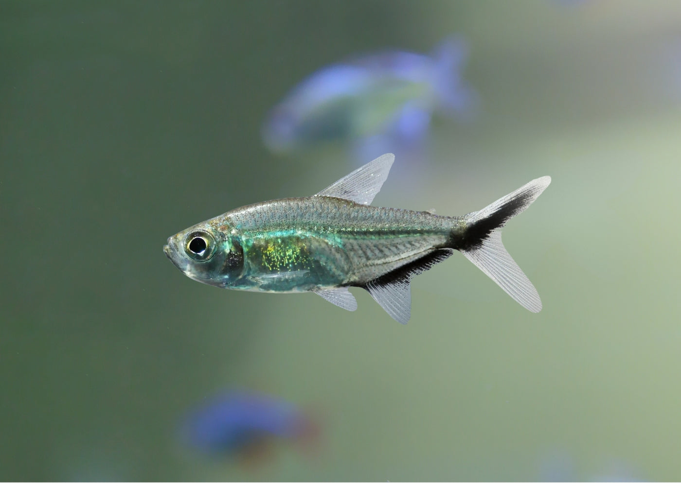 Costae Tetra