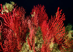 Red Rotala