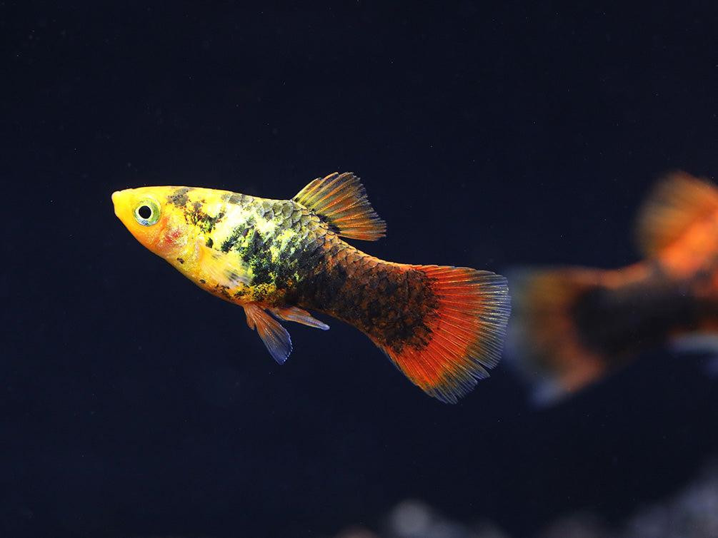 Painted Platy