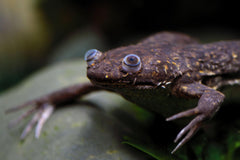 Grey African Clawed Frog