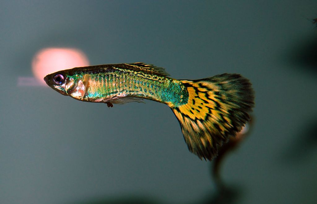 Guppy - Elephant Ear Cobra
