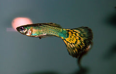 Guppy - Elephant Ear Cobra