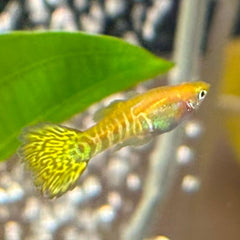Guppy Golden Cobra