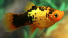 24-Karat Tuxedo Platy
