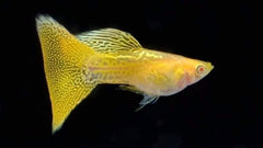 Guppy Female Yellow Mosaic