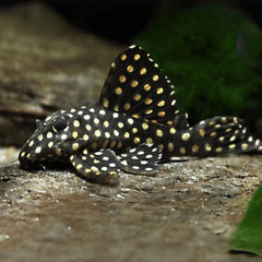 Polka Dot Pleco L201
