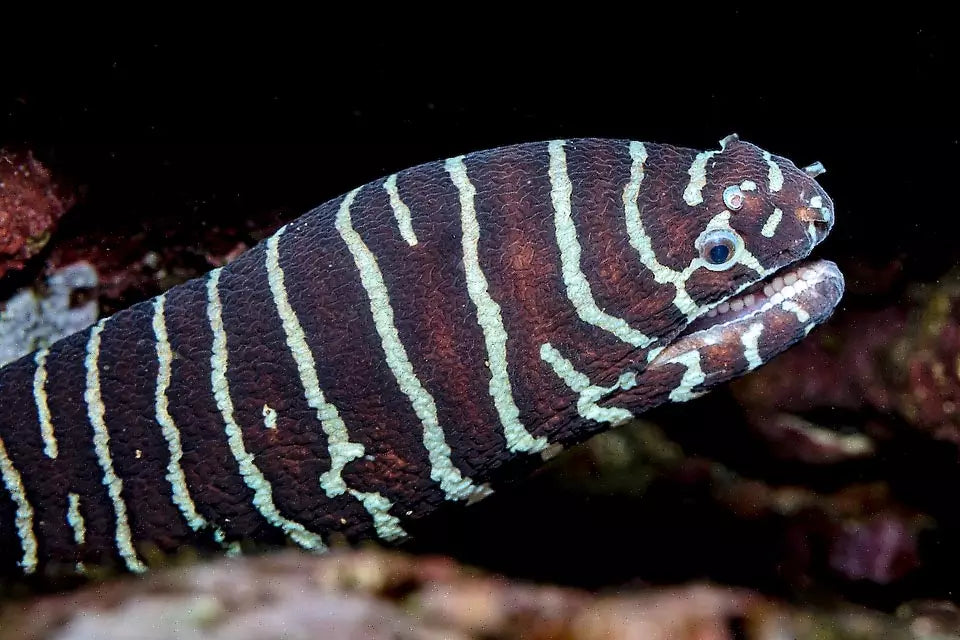 Zebra Moray Eel