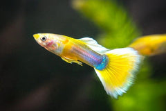 Guppy Golden Tuxedo