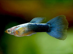 Guppy Female Neon Blue