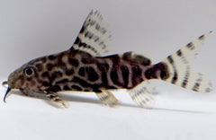 Syno. Angelicus X Eupterus Catfish Hybrid