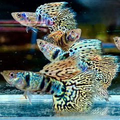 Guppy - Haritha Tiger King Cobra