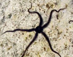 Black Brittle Starfish - Medium