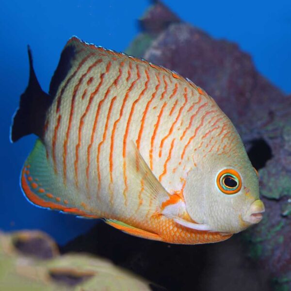 Red Stripe Angelfish