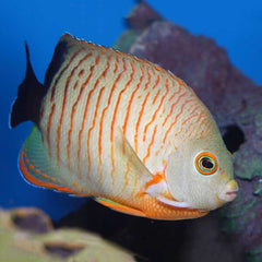 Red Stripe Angelfish