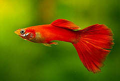 Guppy - Chillie Red