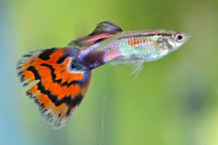 Guppy - Elephant Ear Mosaic Tail