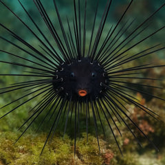 Blue Eye Long Spine Urchin - Medium
