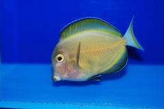 Gold Rim Tang - Medium