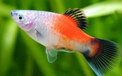 Redtail Dalmatian Platy