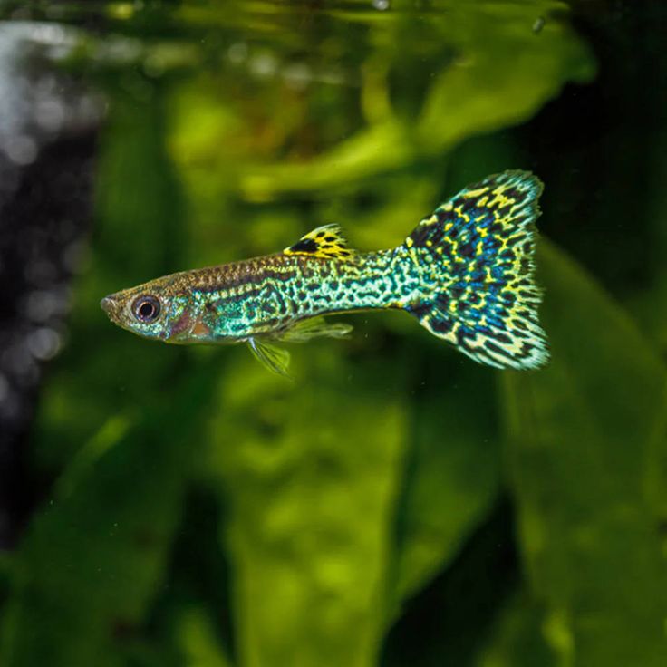 Guppy Green Cobra Endler