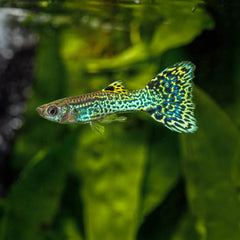 Guppy Green Cobra Endler