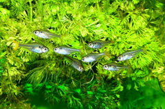 Green Fire Tetra