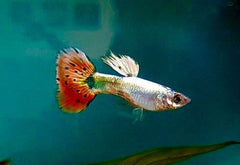 Guppy Female Red Mosaic Tail