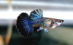 Guppy - Elephant Ear Dragon