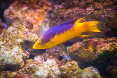Aulonocara Mamelela
