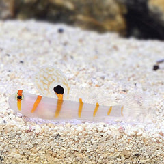 Orange Spot Prawn Goby - Medium
