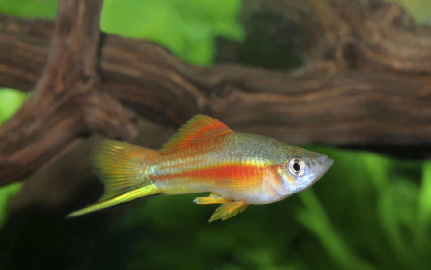 Neon Swordtail