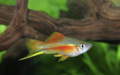 Neon Swordtail