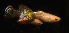 Pineapple Cobra Guppy Male