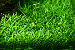 Green Lloydiella Plant Bunched