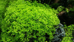 Micranthemum Tweediei 'Monte Carlo' Potted