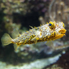 Spiney Box Puffer - Medium
