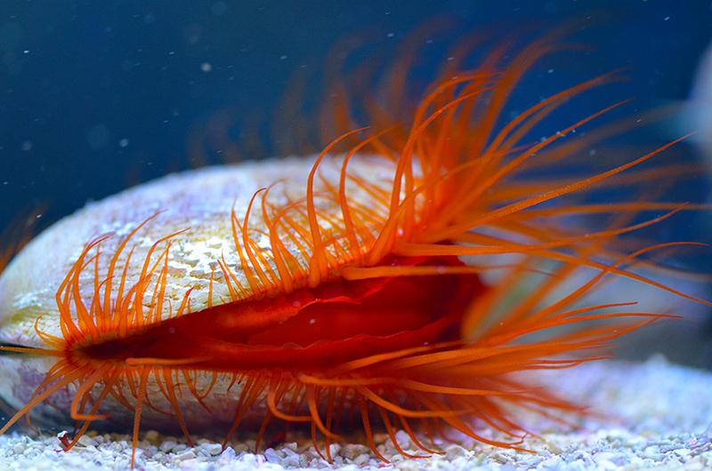 Electric Flame Scallop - Medium