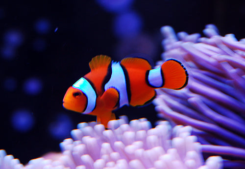 Onyx Percula Clownfish Tank Raised - Medium
