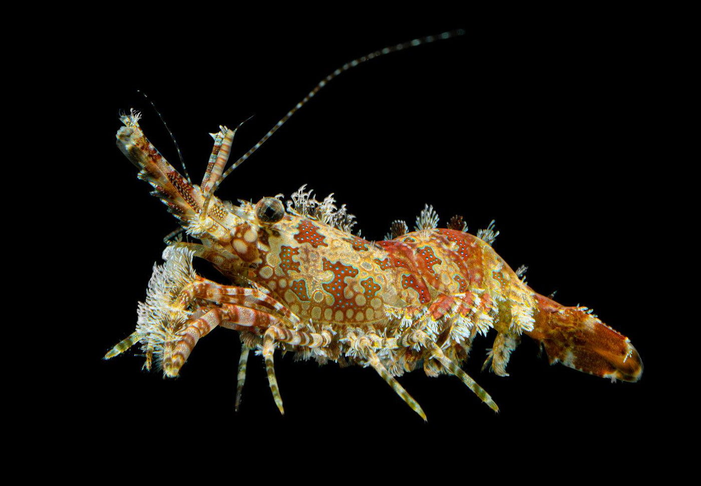 Saron Shrimp - Small