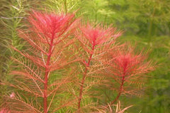 HydrOasis® Red Myrio Submerged Potted