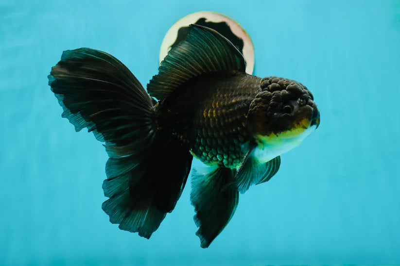 Black Oranda