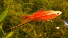 Red Crescent Swordtail