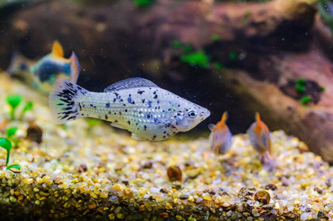 Dalmatian Balloon Molly