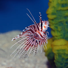 Antennata Lionfish - Medium
