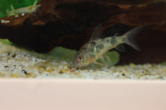 Emerald Green Corydoras